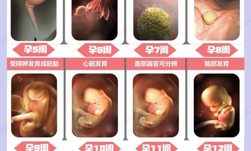 孕期补充营养素时间表-权威孕期补充营养素时间表平台,分享专业孕期补充营养素的重要性知识_孕期补充营养网